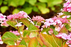 Blomsterkonst i oljemålningsstil