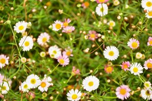 Blomsterkonst i oljemålningsstil