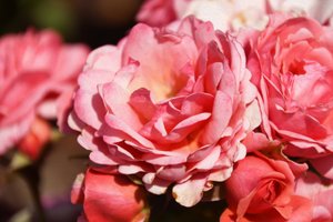 Blomsterkonst i oljemålningsstil av Albert Mansour