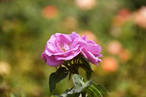 Blomsterkonst i oljemålningsstil av Albert Mansour