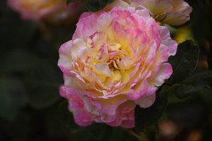 Blomsterkonst i oljemålningsstil av Albert Mansour