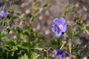 Blomsterkonst i oljemålningsstil av Albert Mansour