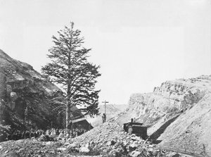 Thousand Mile Tree vid Wilhelminas Pass med en grupp människor vid basen och en man på toppen av trädet bredvid järnvägen.