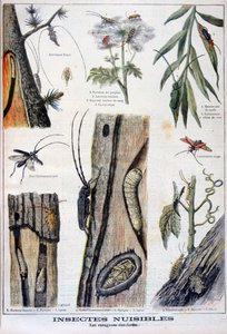 Skadliga insekter som är destruktiva för skog, 1897 av A Clement