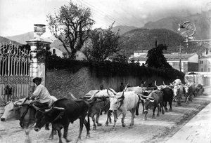 Vissa oxar som används för transport av marmor från stenbrotten i Apuan är gjorda för att gå längs en väg i Carrara (s/v foto)
