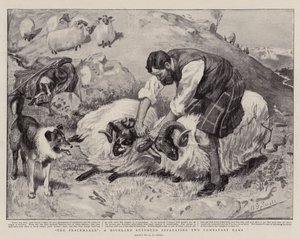 The Peacemaker, en Highland Shepherd som separerar två stridande baggar av A. G. Small