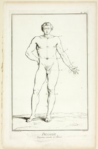 Design: Allmänna proportioner hos mannen, från Encyclopédie
