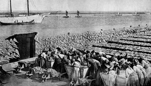 Mängder torsk som torkar i solen vid Aveiro vid mynningen av Vouga, Portugal, c1930-talet