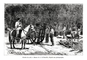 Skördar kaffet, Brasilien, 1800-talet