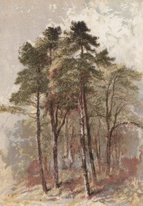 Grupp av granar (chromolitho) av Aaron Edwin Penley