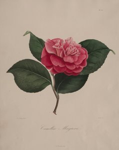 Ikonografi av släktet camellia: nr 171, 1839-1843. av Abbé Laurent Berlèse