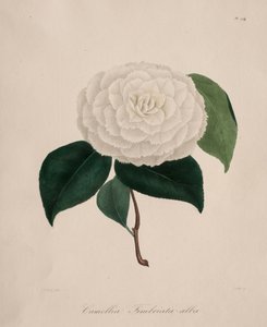 Ikonografi av släktet camellia: nr 194 av Abbé Laurent Berlèse