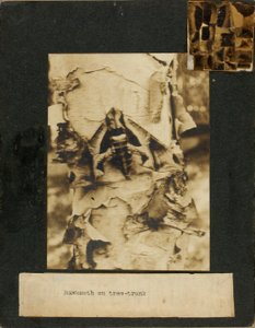 Hawkmoth på trädstam, studiemapp för boken Concealing Coloration in the Animal Kingdom av Abbott Handerson Thayer