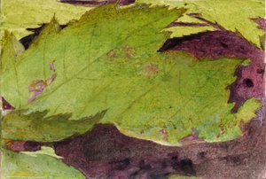 Heterocampa Biundata, Walker, studie för boken Concealing Coloration in the Animal Kingdom av Abbott Handerson Thayer