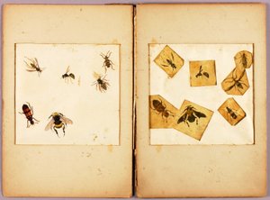 INSEKTEN--Farbig (Beste Hummeln...), Studienmappe für das Buch Concealing Coloration in the Animal Kingdom av Abbott Handerson Thayer