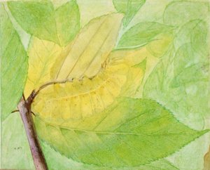 Lunar Caterpillar, studie för boken Concealing Coloration in the Animal Kingdom, n.d. av Abbott Handerson Thayer