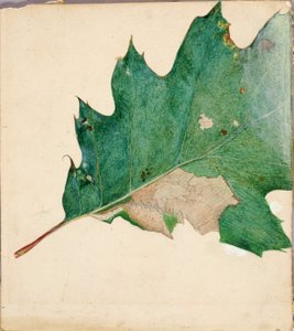 Oligocentra Lignicolor, Walker, studie för boken Concealing Coloration in the Animal Kingdom. av Abbott Handerson Thayer