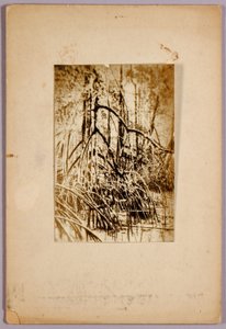 Foto av träsk, studiemapp för boken "Concealing Coloration in the Animal Kingdom" (dolda färger i djurriket) av Abbott Handerson Thayer