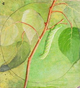 Sphinx Caterpillar, studie för boken Concealing Coloration in the Animal Kingdom (dold färg i djurriket) av Abbott Handerson Thayer
