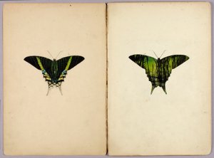 Uraniamott, studiemapp till boken "Skyddande färgteckning i djurriket" av Abbott Handerson Thayer