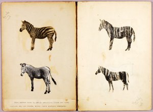 Zebror, studiemapp till boken Dolda färger i djurriket av Abbott Handerson Thayer