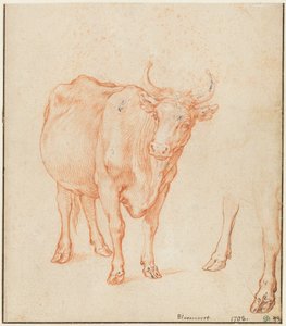 Studier av en ko av Abraham Bloemaert