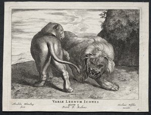 Olika Lions