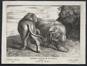 Olika Lions. av Abraham Blooteling