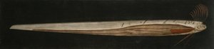 Inre anatomi hos Ribbon Fish, Cullercoats av Abraham Bruiningh van Worrell