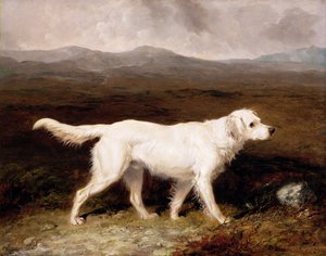 Charles Bretts White English Setter 