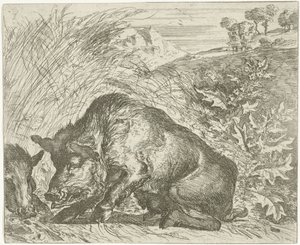 Vildsvin Olika djur (serietitel) av Abraham Danielsz. Hondius