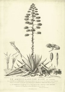 Blommande amerikansk aloe, 1757 The American Aloe of Clusius, or the Agave of Linnaeus (...) Have Bloomed in the Summer of the Year 1757 av Jac: Schuurmans Stkehooven, Florist in Leiden (titel på objekt) av Abraham Delfos
