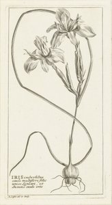 Iris av Abraham Delfos