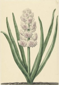 Den rosa-vita hyacinten Staaten Generaal av Abraham Hendrik van Beesten