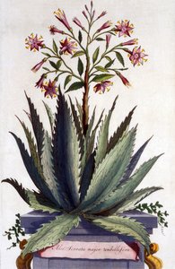 Aloe Serrata major umbellifera, från 