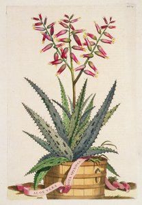Aloe Vera Costa Spinosa, från 