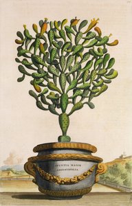 Opuntia Maior Augustifolia, från Phytographia Curiosa, publicerad 1702