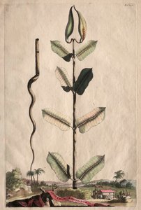 Nyfiken Phytographia: Apocynum Virginianum