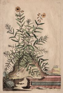 Nyfiken fytografi: Cistus Minor Rosemary-Leaf