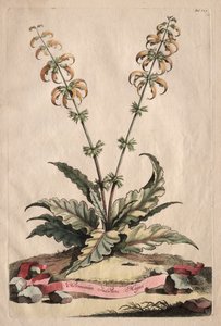 Phytographia Curiosa: The Greater Indian Horminus av Abraham Munting