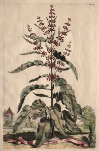Nyfiken fytografi: Lapathum Longifolium Curlum av Abraham Munting