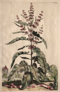 Nyfiken Phytographia: Lappathum Longifolium Crispum. av Abraham Munting