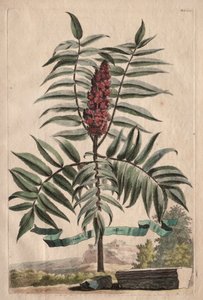 Phytographia Curiosa: Sumach Arbor av Abraham Munting