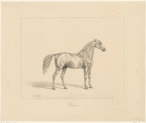 Arabisk hingst Vézir (titel på objekt) av Abraham Vinkeles