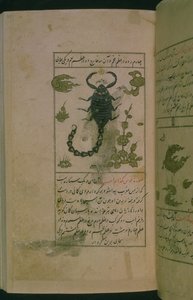 Stjärnbilderna i zodiaken: Skorpionen, skorpionen, från Talim dar marifat i taqvim, 1498 (903 Hijra) (bläck) av Abu Jafar al-Tabari