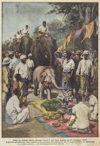 Som en vit elefant blir den helig i Siam