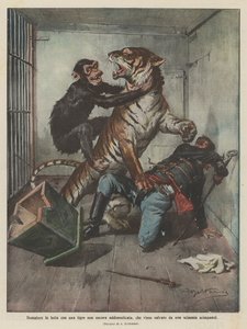 Tamer kämpar med en oförberedd tiger, som räddas av en schimpansapa