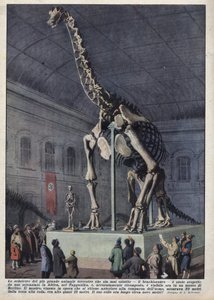 Installation i ett museum i Berlin, Tyskland av ett brachiosaurieskelett upptäckt av en vetenskapsman i Afrika. Illustration av Achilles Beltrame i "" La domenica del corriere"" av 1937-12-12 av Achille Beltrame