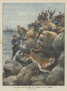 Jakten på en tiger som rymt från ett menageri i hamnen i Marseille