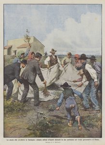Gräshoppajakt på Sardinien, åttio miljoner insekter förstörda på två veckor i?
